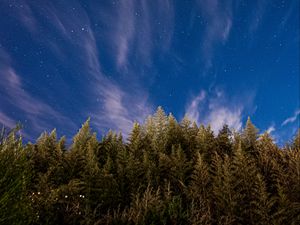 Preview wallpaper trees, starry sky, stars, spruce, night