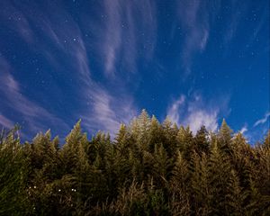 Preview wallpaper trees, starry sky, stars, spruce, night