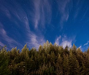 Preview wallpaper trees, starry sky, stars, spruce, night