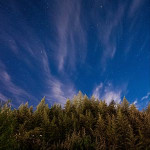 Preview wallpaper trees, starry sky, stars, spruce, night