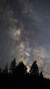 Preview wallpaper trees, starry sky, stars, milky way, night