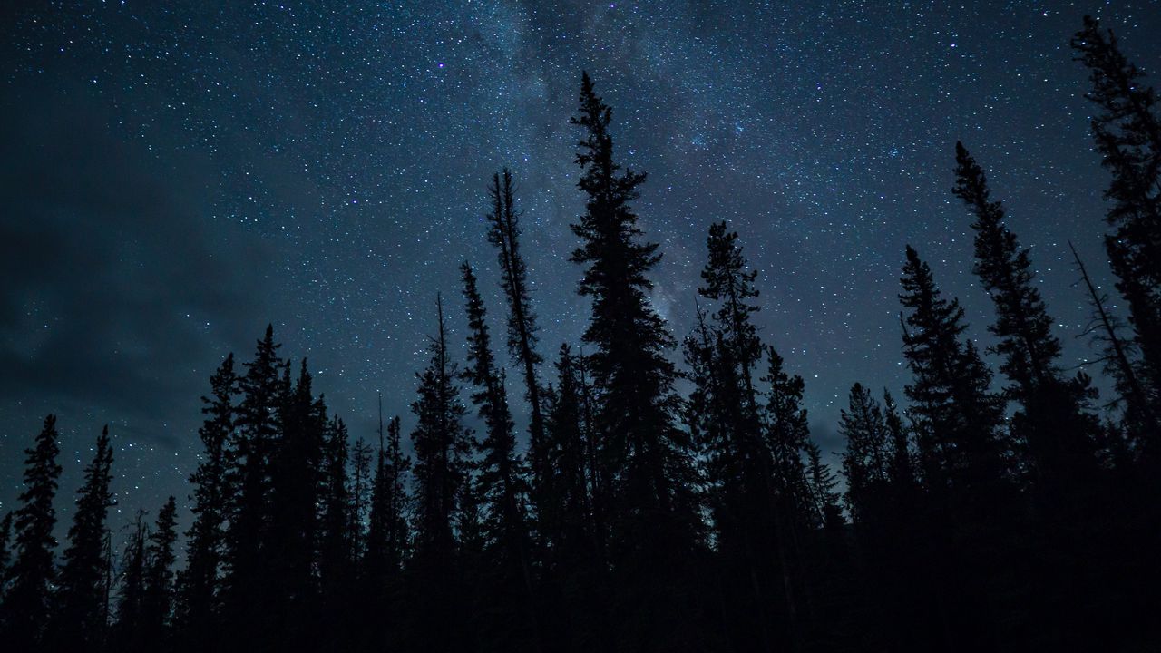 Wallpaper trees, starry sky, stars, dark, night