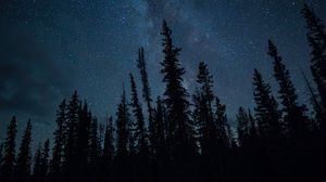 Preview wallpaper trees, starry sky, stars, dark, night