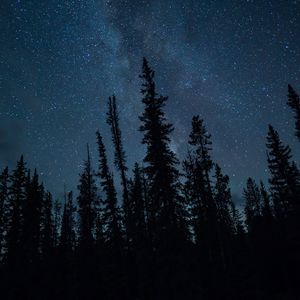 Preview wallpaper trees, starry sky, stars, dark, night