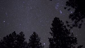 Preview wallpaper trees, starry sky, stars, night, darkness