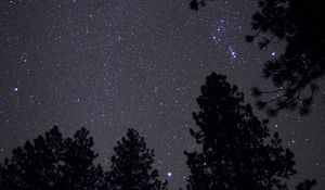 Preview wallpaper trees, starry sky, stars, night, darkness