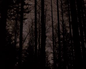 Preview wallpaper trees, stars, night, dark