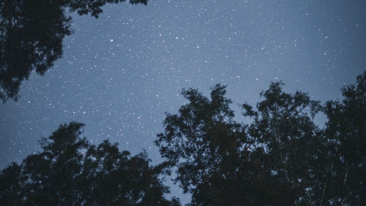 Wallpaper trees, stars, night, starry sky