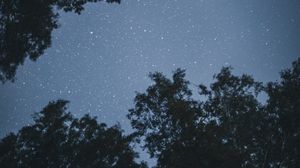 Preview wallpaper trees, stars, night, starry sky