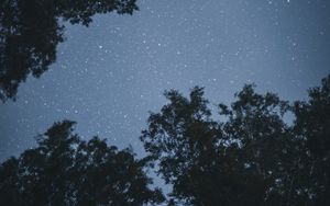 Preview wallpaper trees, stars, night, starry sky