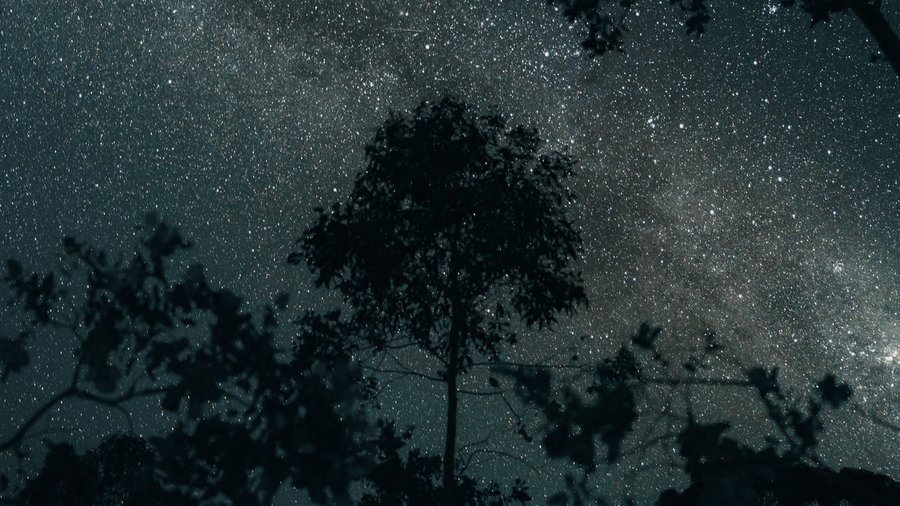 Wallpaper trees, stars, night, sky, dark
