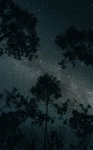 Preview wallpaper trees, stars, night, sky, dark