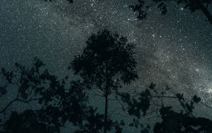 Preview wallpaper trees, stars, night, sky, dark