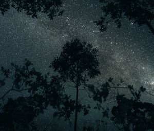 Preview wallpaper trees, stars, night, sky, dark