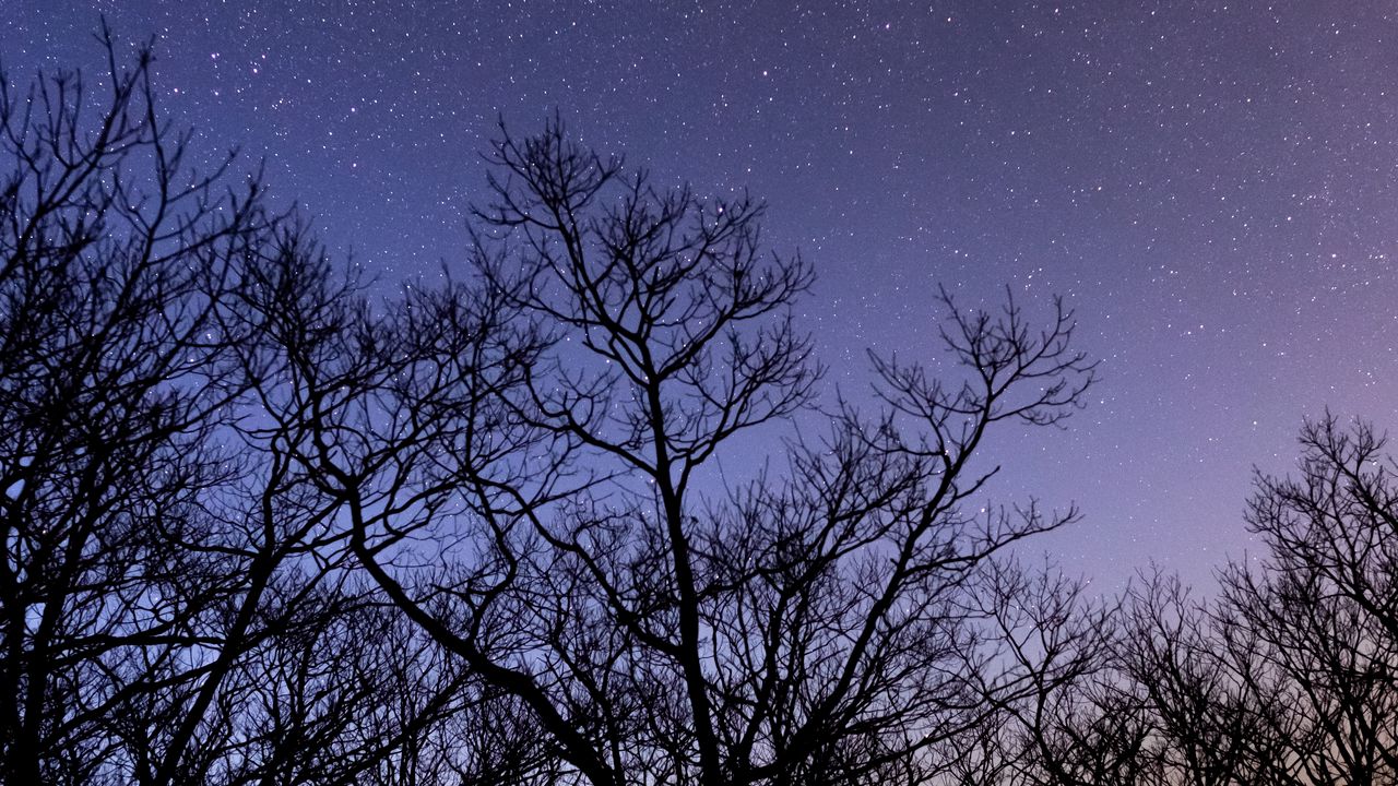 Wallpaper trees, stars, sky, night, dark