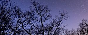 Preview wallpaper trees, stars, sky, night, dark