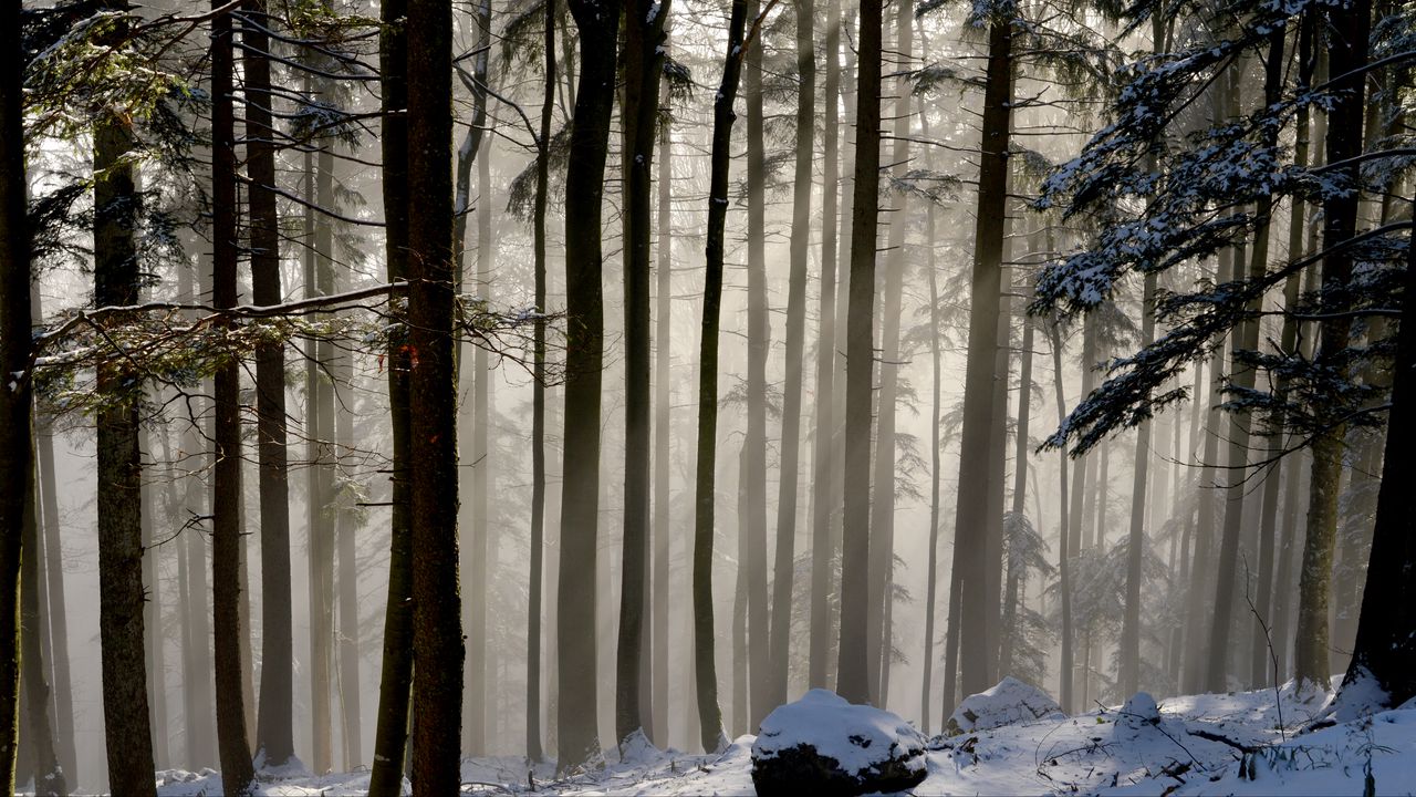 Wallpaper trees, stone, branches, forest