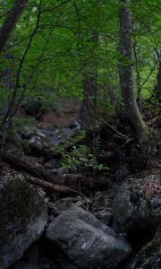 Preview wallpaper trees, stones, forest, landscape, nature