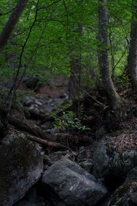 Preview wallpaper trees, stones, forest, landscape, nature
