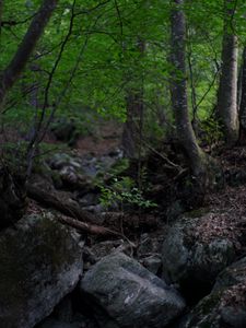 Preview wallpaper trees, stones, forest, landscape, nature