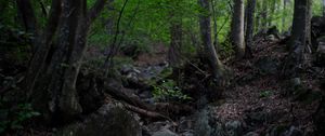 Preview wallpaper trees, stones, forest, landscape, nature