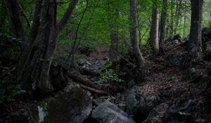 Preview wallpaper trees, stones, forest, landscape, nature