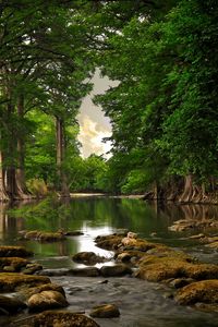 Preview wallpaper trees, stones, river, moss, summer