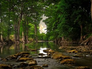 Preview wallpaper trees, stones, river, moss, summer