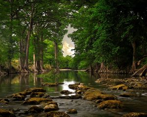 Preview wallpaper trees, stones, river, moss, summer