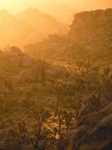 Preview wallpaper trees, stones, rocks, rays, sun