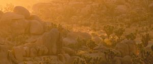 Preview wallpaper trees, stones, rocks, rays, sun
