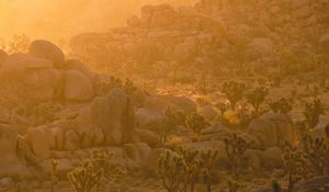 Preview wallpaper trees, stones, rocks, rays, sun