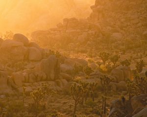 Preview wallpaper trees, stones, rocks, rays, sun