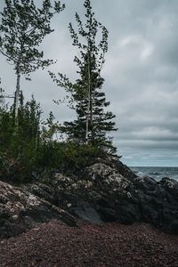 Preview wallpaper trees, stones, shore, sea