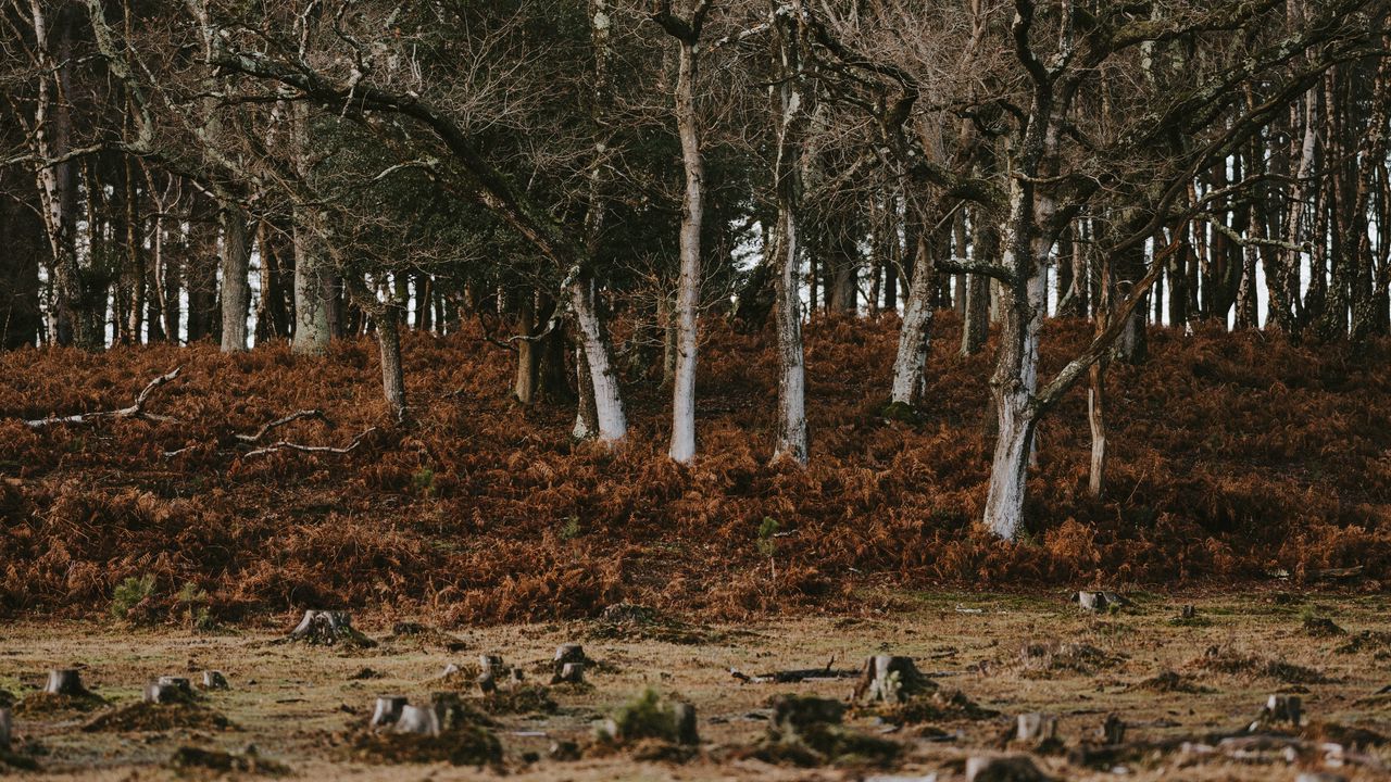 Wallpaper trees, stumps, nature, autumn