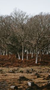 Preview wallpaper trees, stumps, nature, autumn