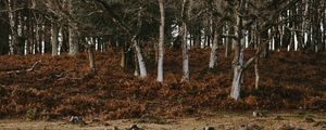 Preview wallpaper trees, stumps, nature, autumn