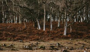 Preview wallpaper trees, stumps, nature, autumn