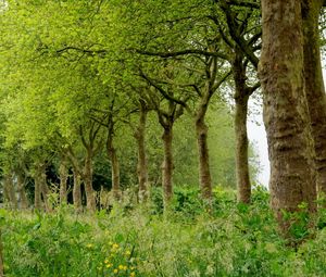 Preview wallpaper trees, summer, grass