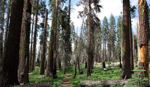 Preview wallpaper trees, summer, trail, green, grass