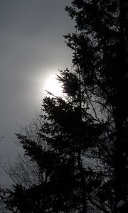 Preview wallpaper trees, sun, dusk, bw
