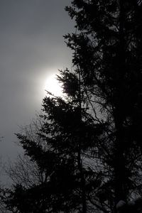 Preview wallpaper trees, sun, dusk, bw