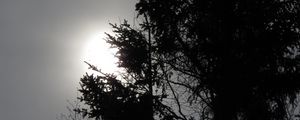 Preview wallpaper trees, sun, dusk, bw