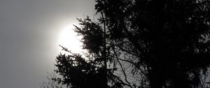 Preview wallpaper trees, sun, dusk, bw