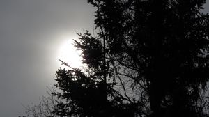 Preview wallpaper trees, sun, dusk, bw