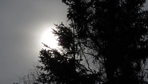 Preview wallpaper trees, sun, dusk, bw