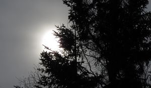 Preview wallpaper trees, sun, dusk, bw
