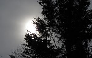Preview wallpaper trees, sun, dusk, bw