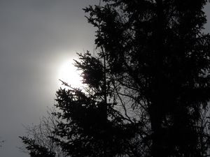 Preview wallpaper trees, sun, dusk, bw