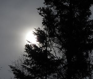 Preview wallpaper trees, sun, dusk, bw